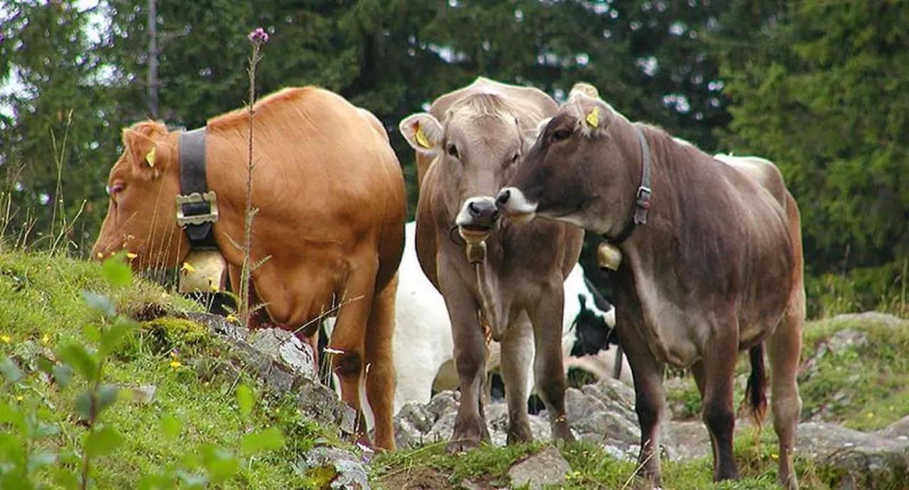 Haus Bergblick Lägenhet Oy-Mittelberg Tyskland